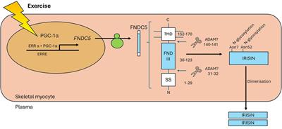 The therapeutic potential of irisin to mitigate the risk of metabolic syndrome in postmenopausal women